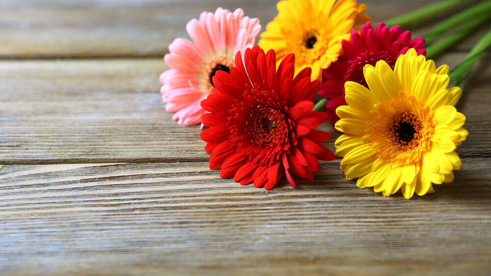 Gerbera Daisies flower delivery
