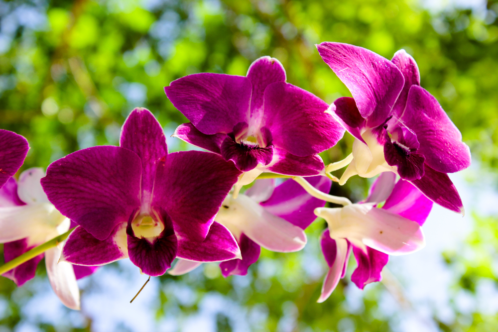 Orchids flower delivery