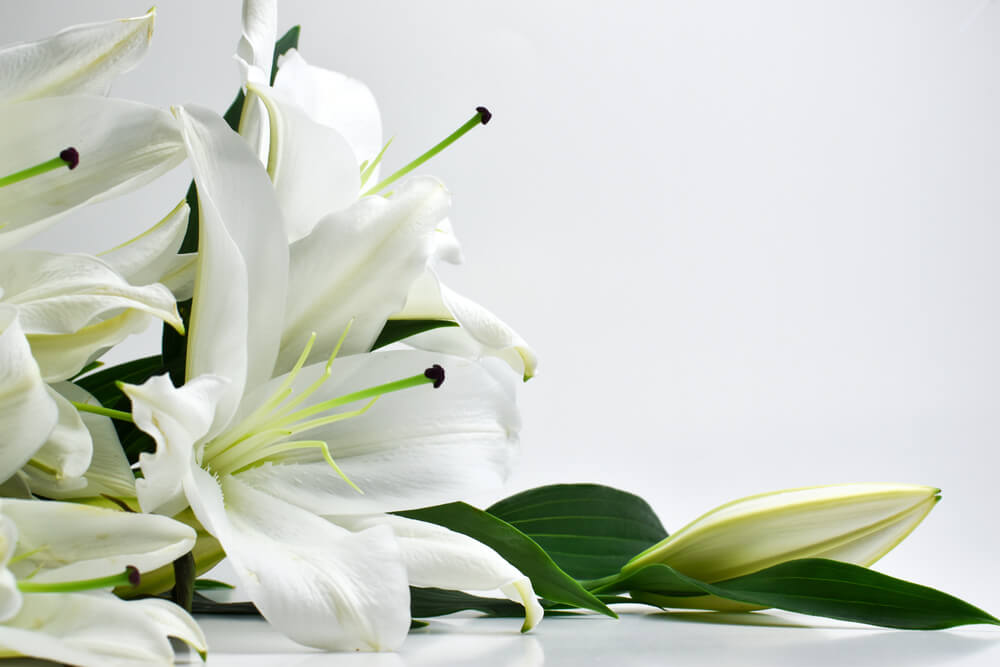 Lilies flower delivery