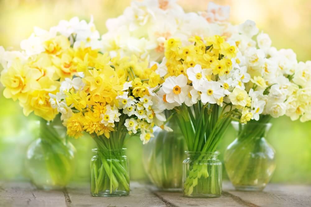daffodils spring flowers