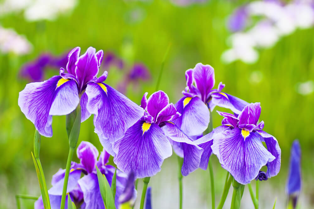 Irises flower for spring