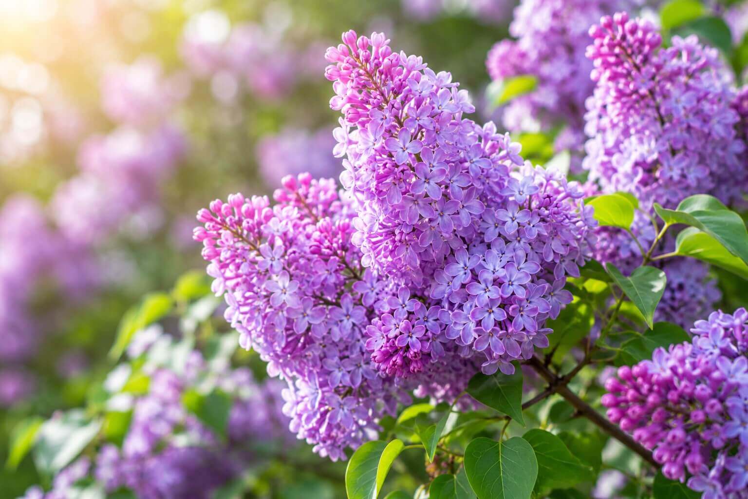 Lilacs flower in spring - meaning
