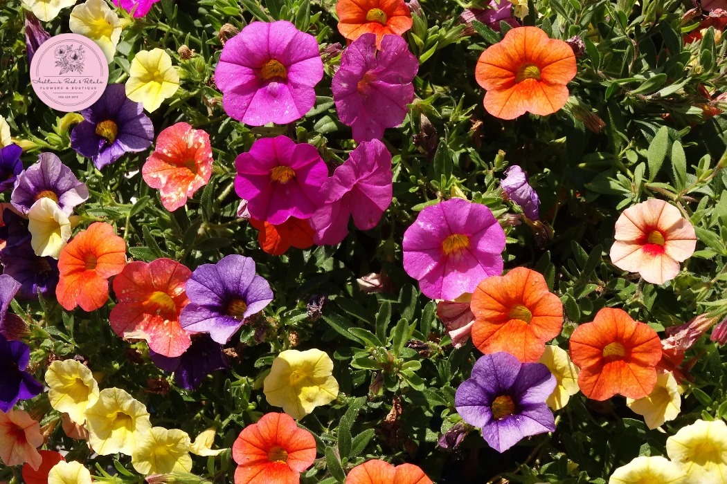 Petunia