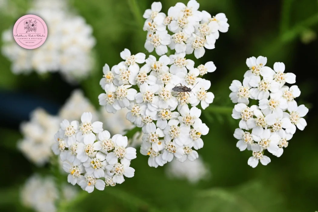 Yarrow