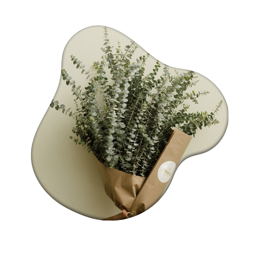 Eucalyptus