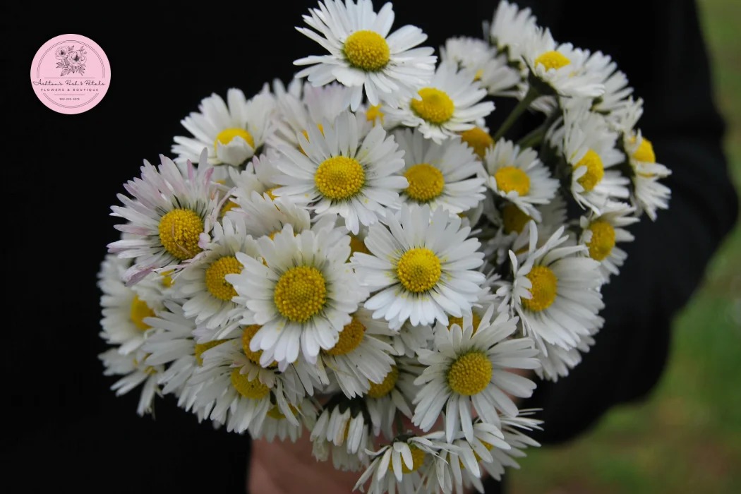 Daisies