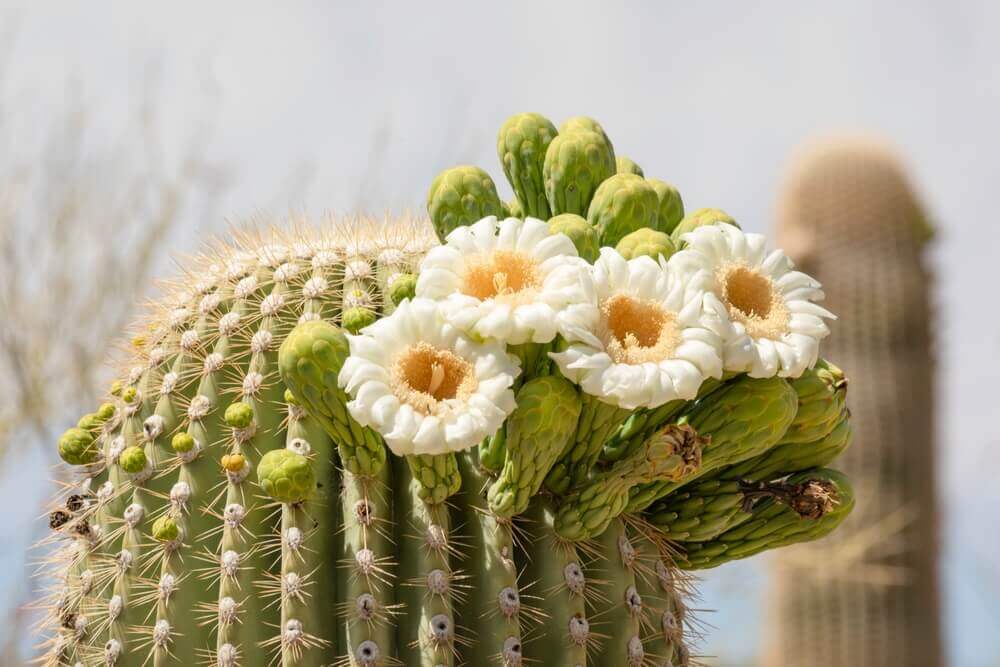 Arizona State Flower Guide by Elite Flowers and Gifts