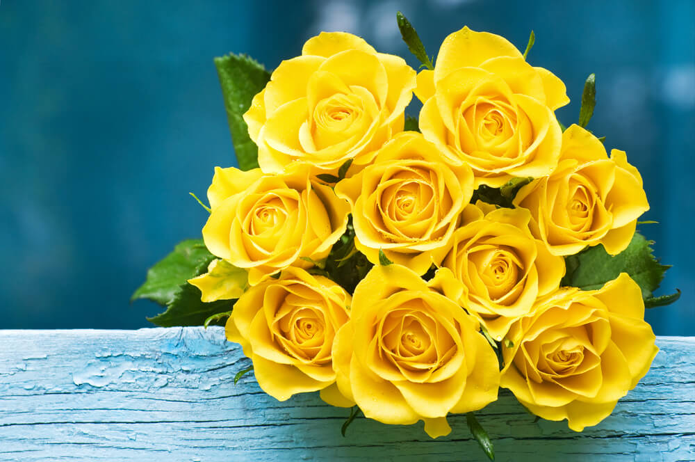 Get well flower - Yellow Rose