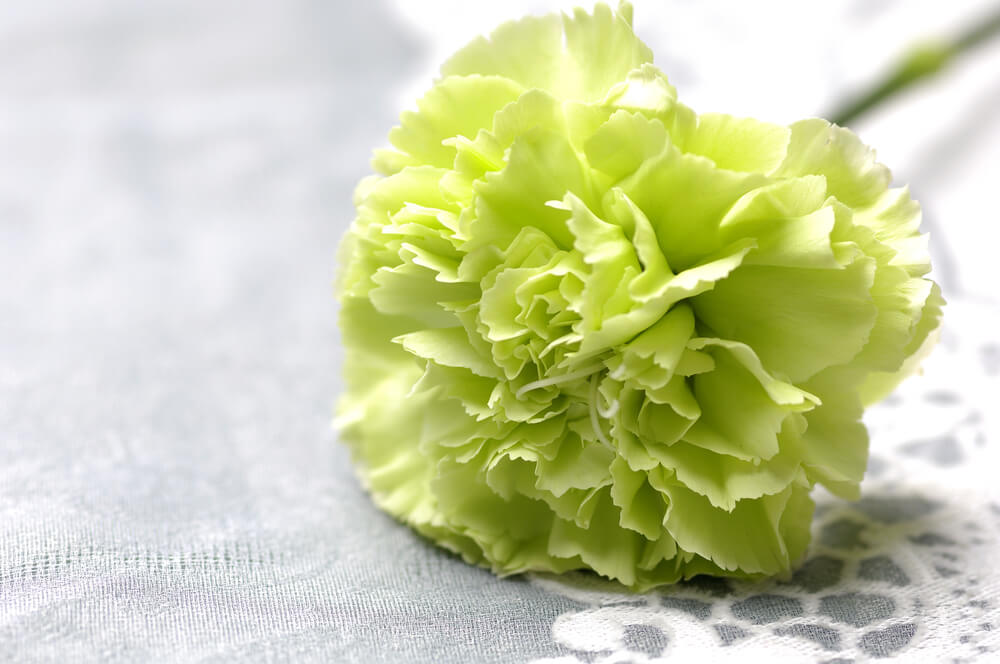Carnations flower
