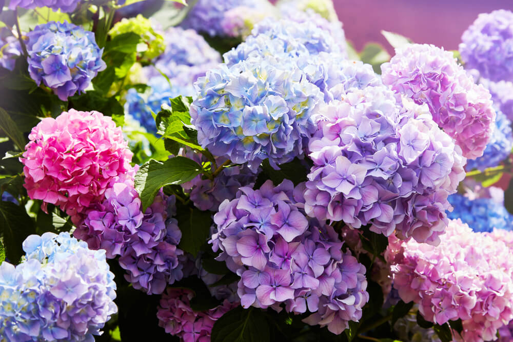 Hydrangeas summer flower meaning
