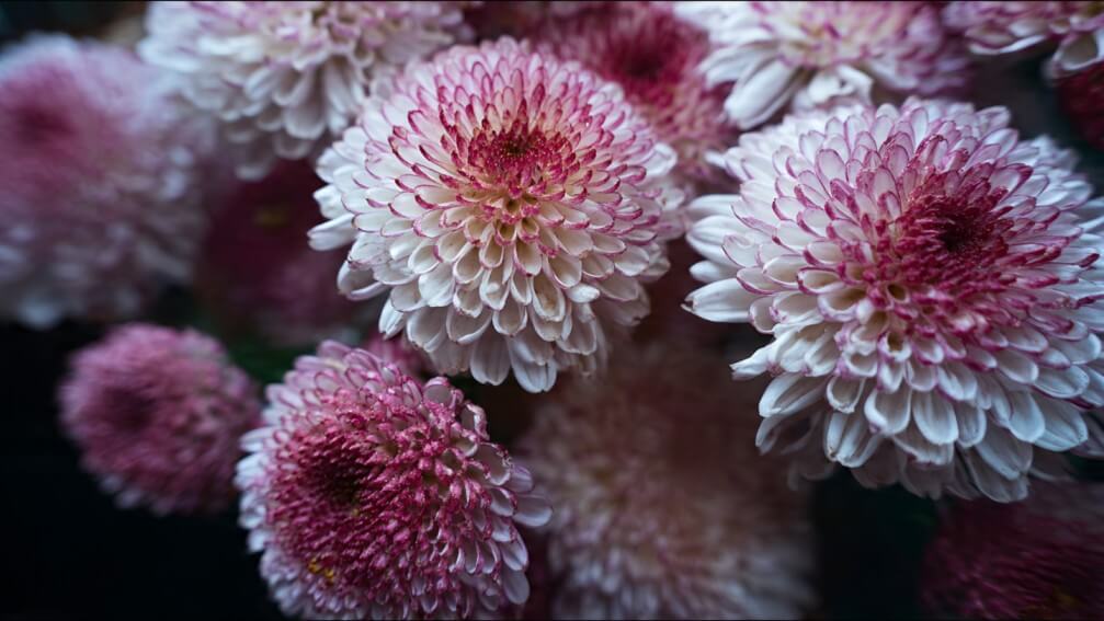 Chrysanthemums long stem fresh guide