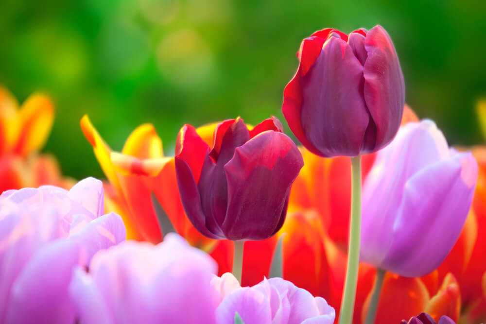 Tulip flower meaning - A vibrant spring arrangement of colorful tulips representing new beginnings and perfect love.