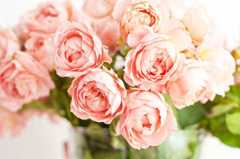 peonies flowers meaning - A soft, elegant wedding bouquet made of thick, layered blush pink peony blossoms.