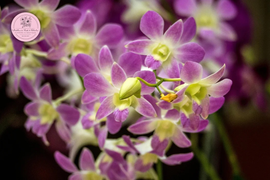 Dendrobium Orchids
