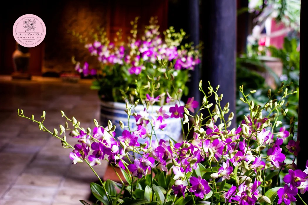 Why Orchids are Good for Offices