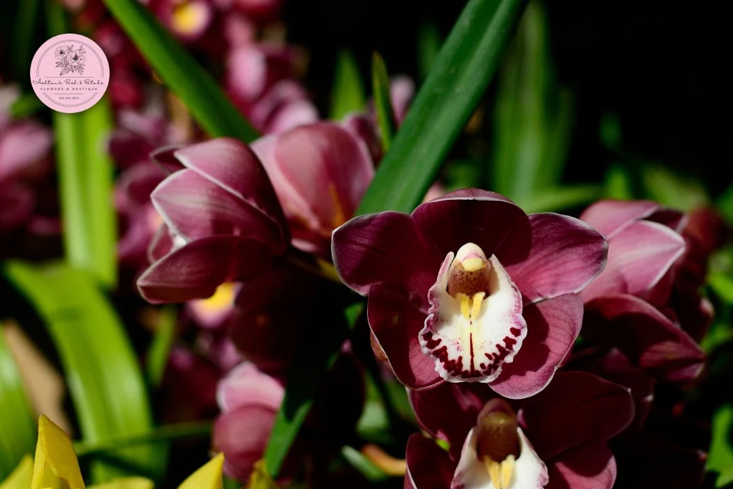 Cymbidium Orchids