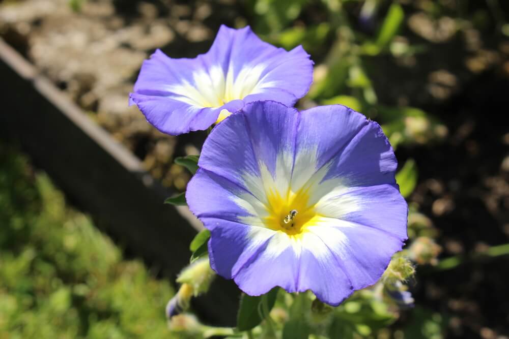Morning Glory Flower - Delicate blue trumpet shaped morning glory flowers climbing up a wooden garden trellis