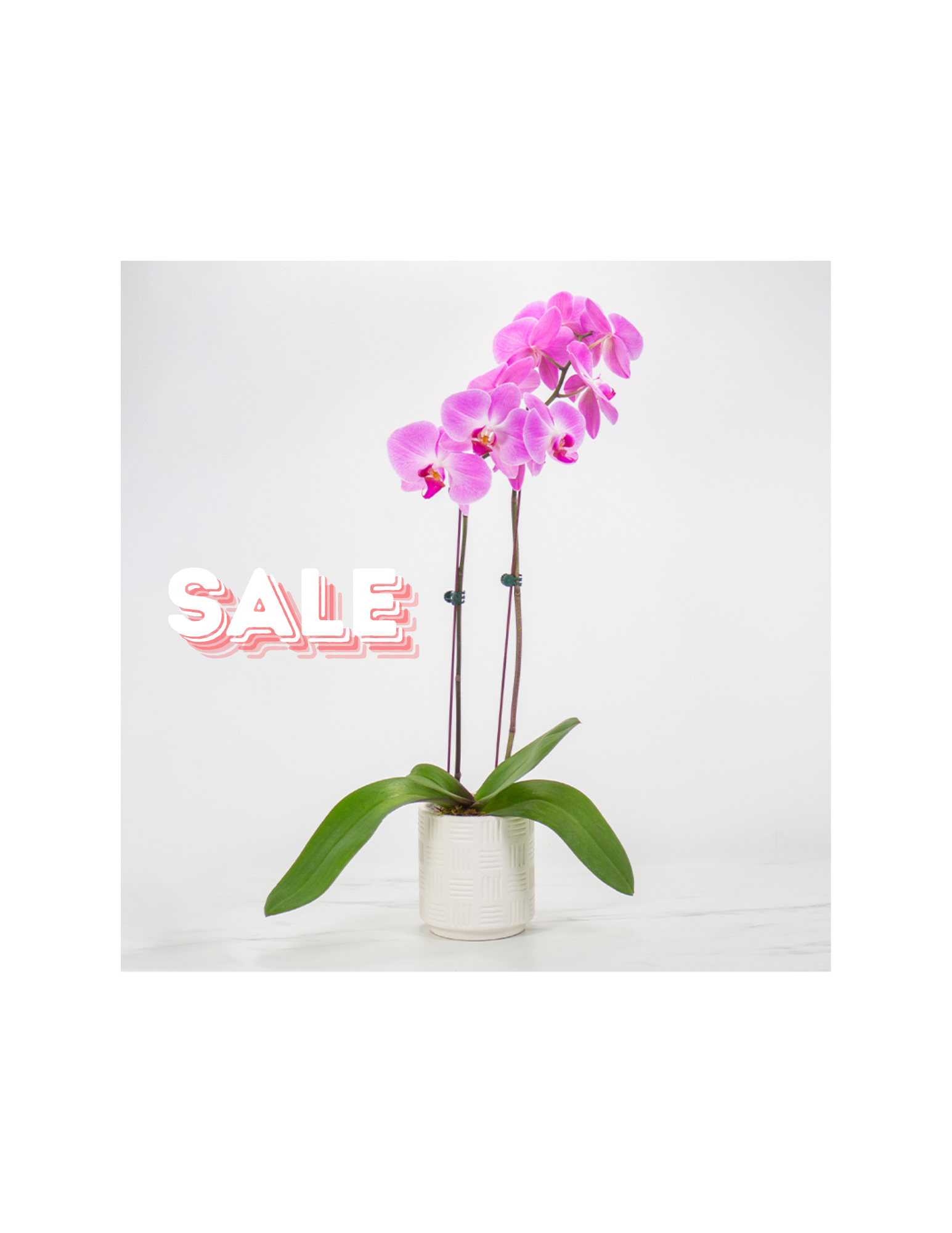 Orchid Delivery in Chester County | Matlack Florist