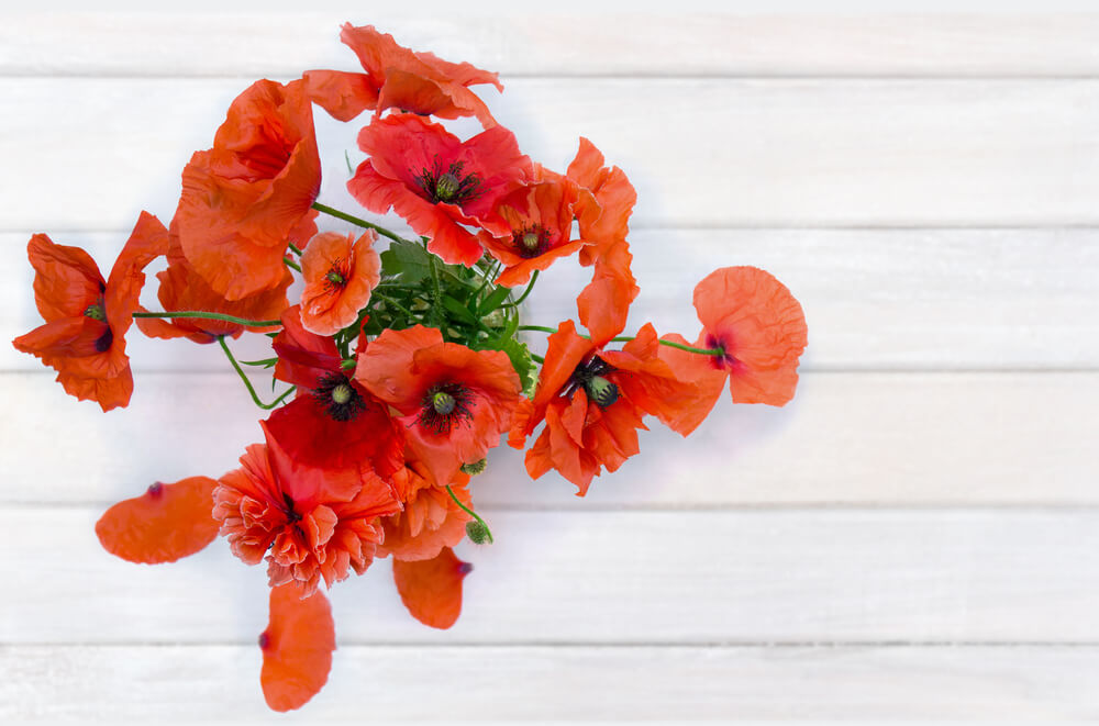 Poppy birth flower meaning - Delicate red Poppy flower in full bloom symbolizing peace and remembrance