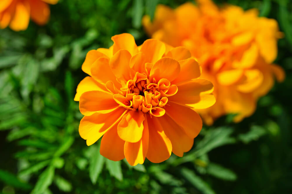Marigolds - Bright orange Marigolds and glossy sun-loving Vinca flowers in a garden bed