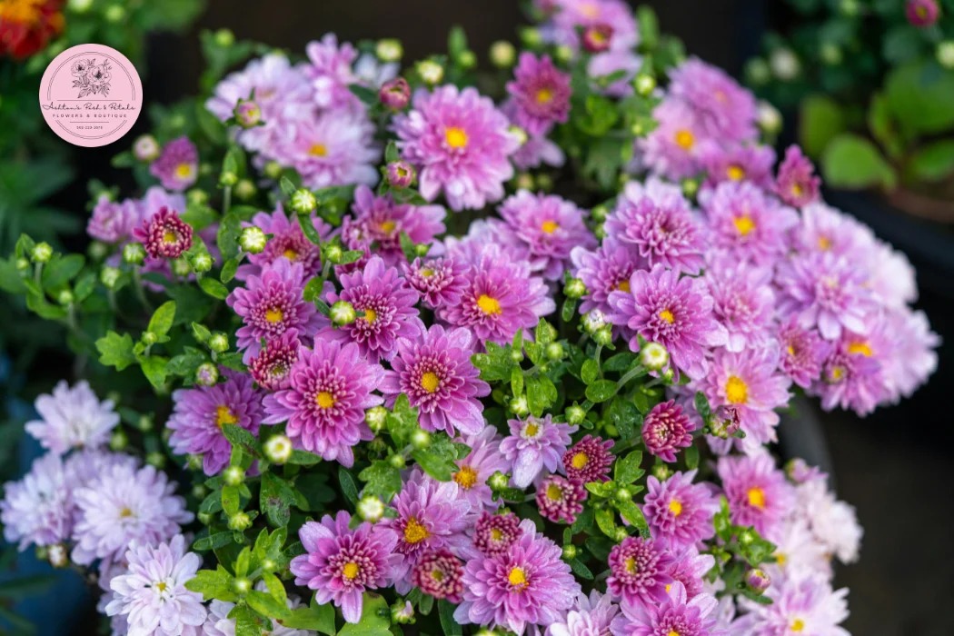 Tips for Mums long-lasting blooms