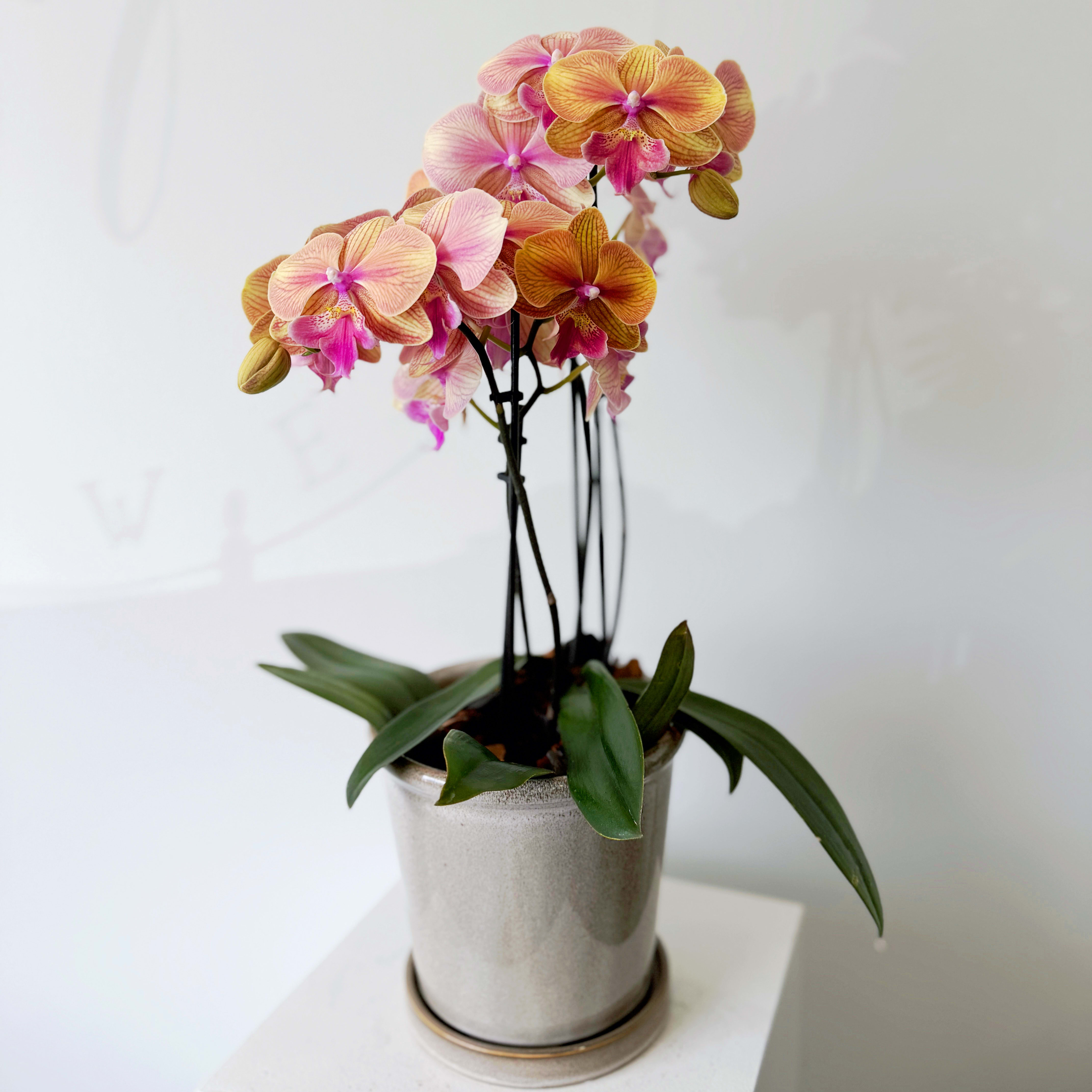 Golden Glow Orchid | Premium Potted Orchids | Adrienne's Flowers Ajax