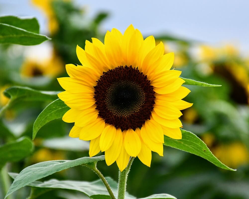 Sunflower meaning guide