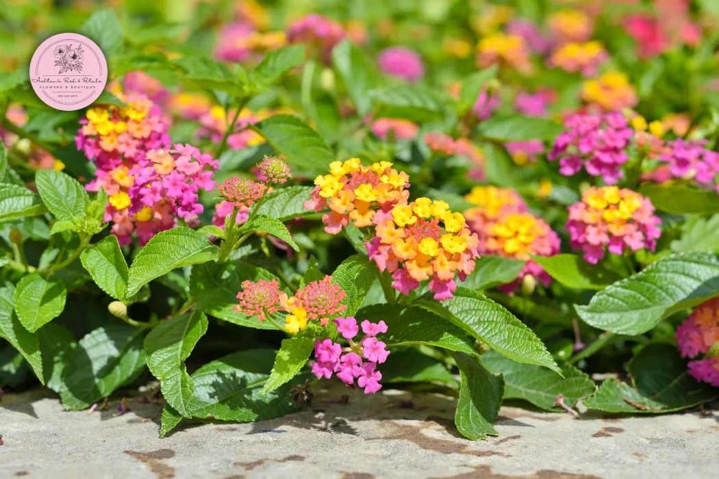 Lantana
