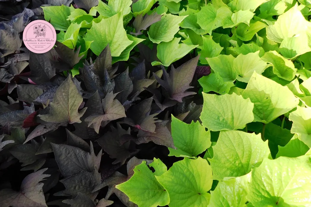 Sweet Potato Vine