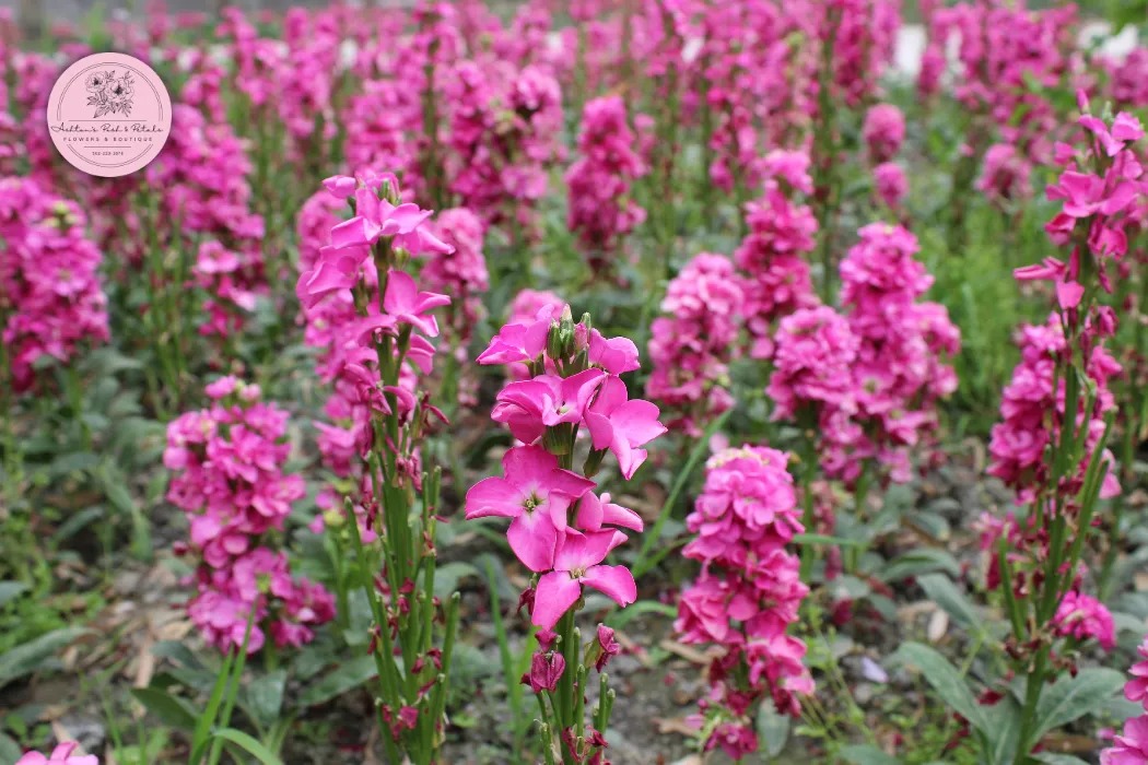 Angelonia (Summer Snapdragon)
