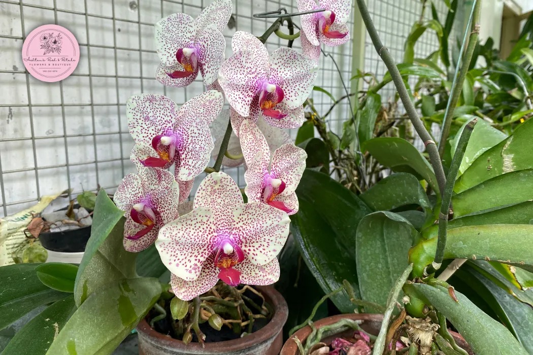 Orchid Pot Selection