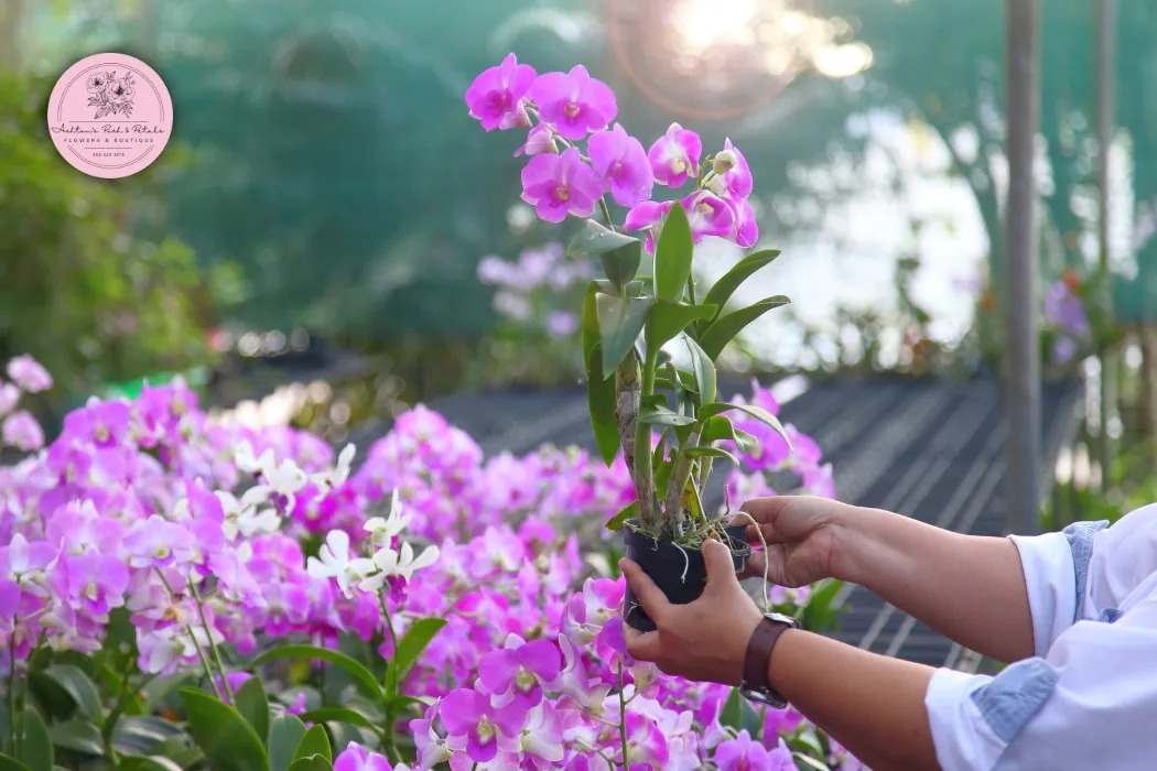 Pests and Disease Protection