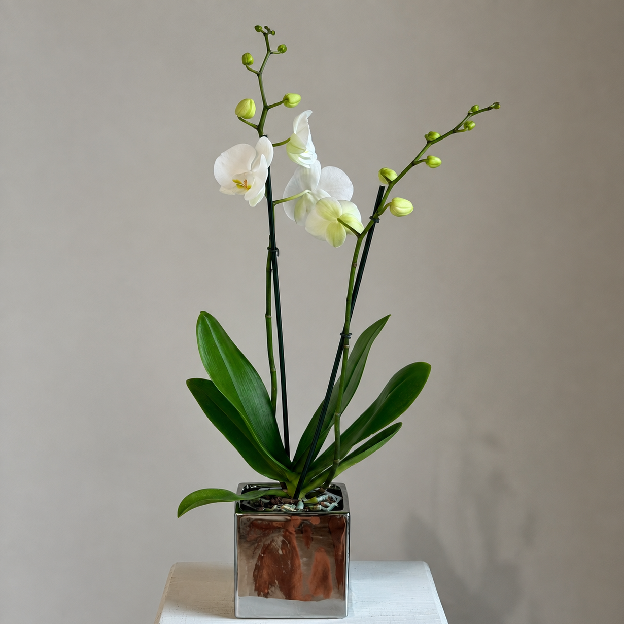 Florist 20250 | 20250 Flower Delivery by Little Shop of Flowers