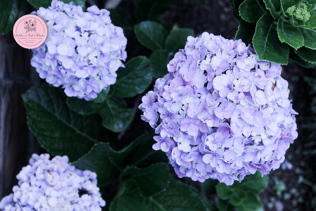 Hydrangeas