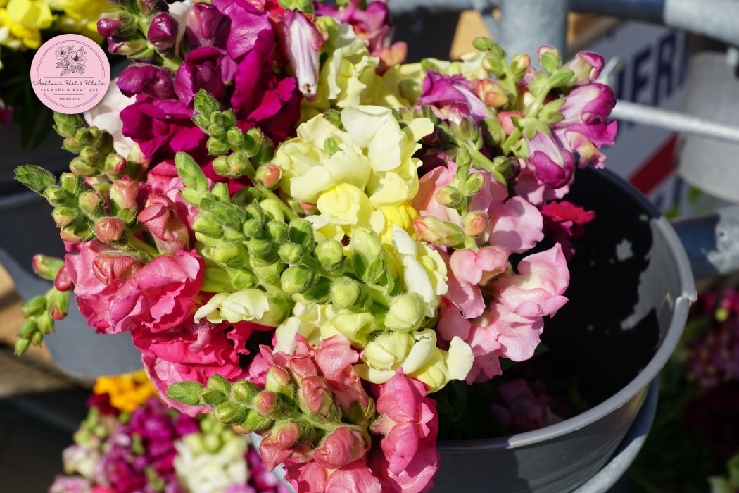 Snapdragons