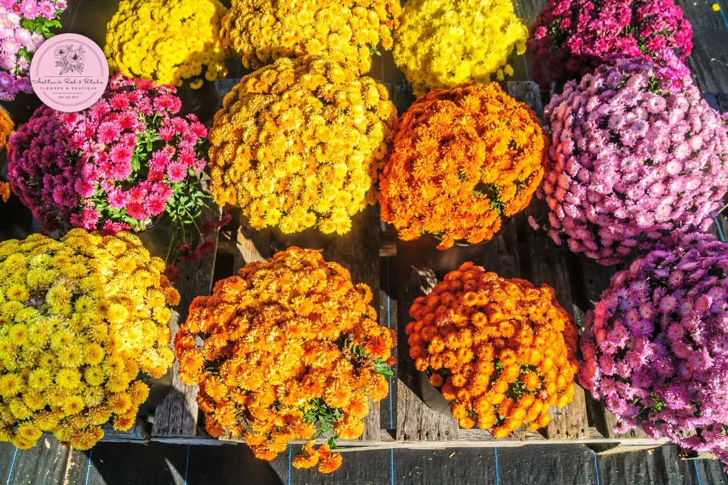 Mum (Chrysanthemums)