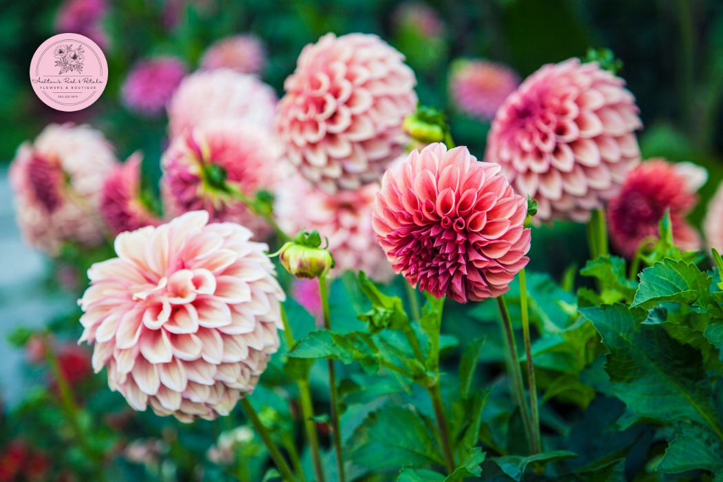 Dahlias with berry branches