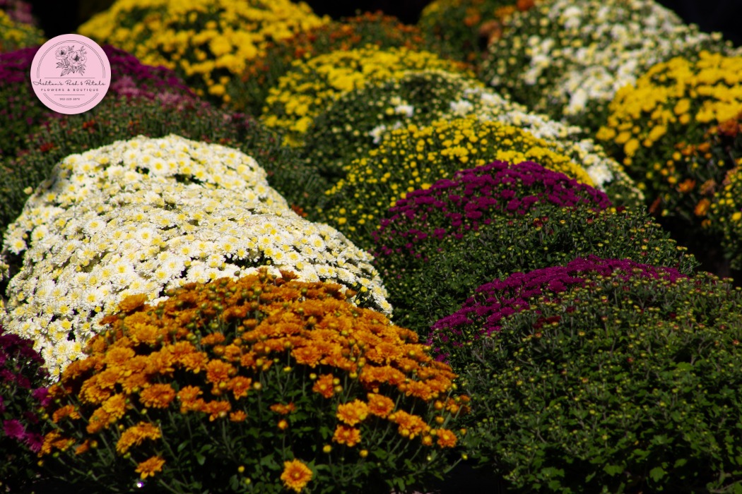 White Mums with Orange Dahlias