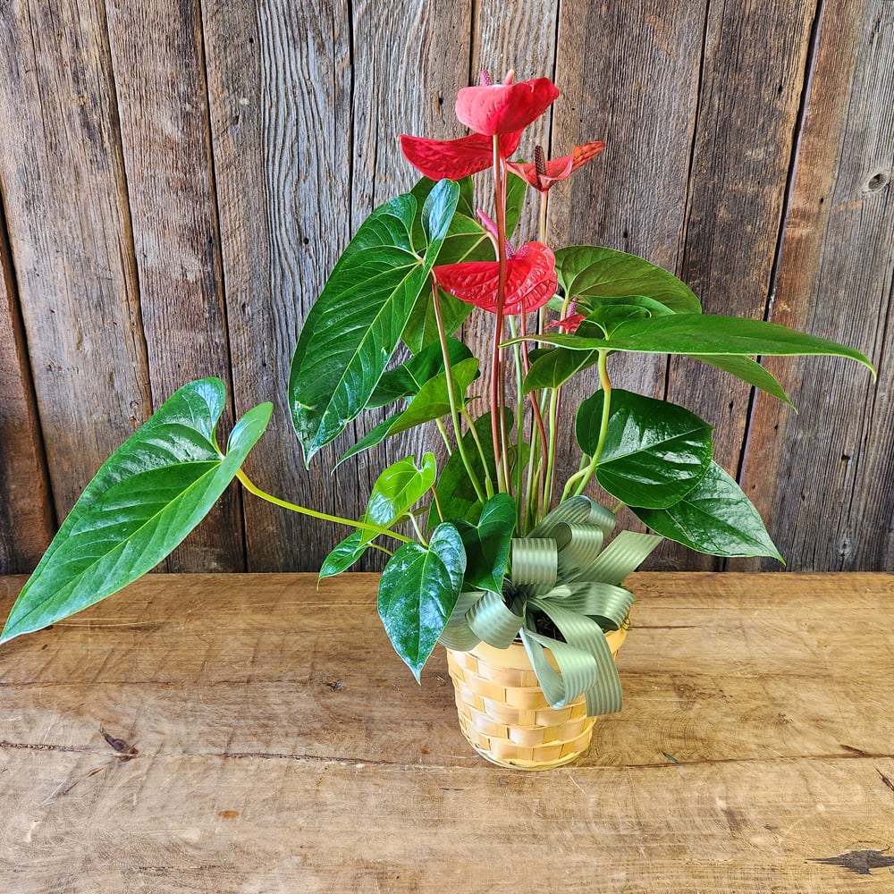 6" Red Anthurium Flower Bouquet