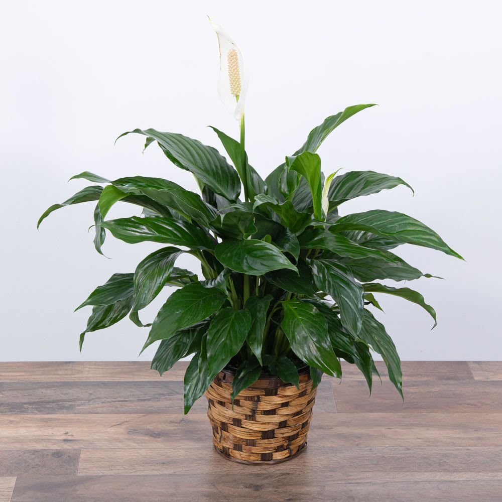 PEACE LILY PLANT
