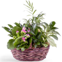 Orchids And Ivy Flower Delivery Largo FL - Rose Garden Florist