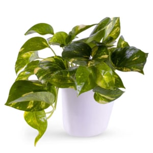 Potted Golden Pothos Ivy Flower Bouquet