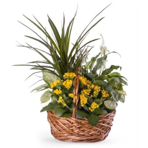 Blooming Dish Garden (Yellow) Flower Bouquet