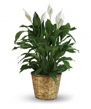 Simply Elegant Spathiphyllum  - Peace Lily Flower Bouquet