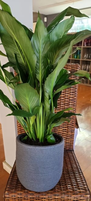 Peace Lily Flower Bouquet