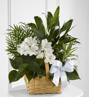 Peace & Serenity Dishgard Flower Bouquet