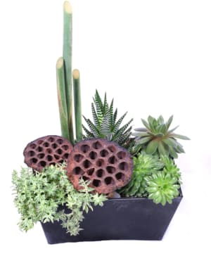 SUCCULENT SURPRISESUCCULENT PLANTER