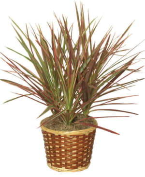 RED MARGINED DRACAENA
DRACAENA MARGINATA Flower Bouquet