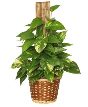 GOLDEN POTHOS PLANT
SCINDASPUS AUREUS Flower Bouquet