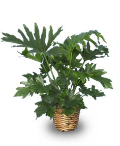 TREE PHILODENDRON
PHILODENDRON SELLOUM Flower Bouquet